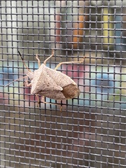 Euschistus