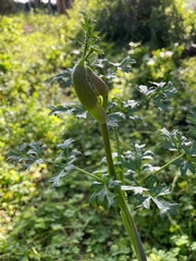 Chaerophyllum nodosum
