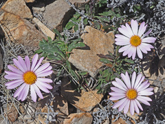 Dimorphotheca venusta