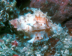 Attiliosa caledonica