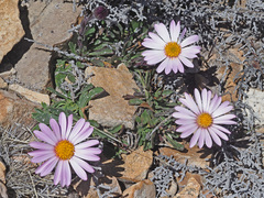 Dimorphotheca venusta