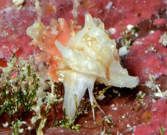 Attiliosa caledonica