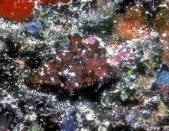 Attiliosa caledonica