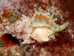 Attiliosa caledonica