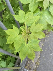 Acer pseudoplatanus