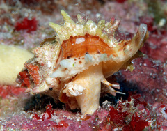 Attiliosa caledonica