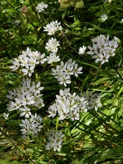 Allium subhirsutum