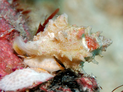 Attiliosa caledonica