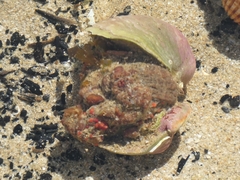 Phymatolithon calcareum