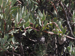 Protea pendula