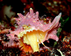 Attiliosa caledonica