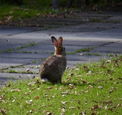 Oryctolagus cuniculus
