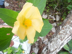 Dendrosida sharpiana