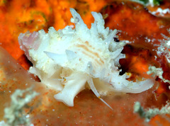 Attiliosa caledonica