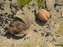 Phymatolithon calcareum