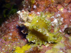 Attiliosa caledonica