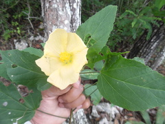 Dendrosida sharpiana