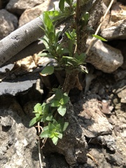 Tetramerium nervosum