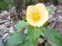 Dendrosida sharpiana