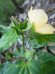 Dendrosida sharpiana