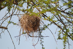 Plocepasser mahali mahali