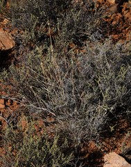 Fingerhuthia africana