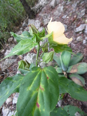 Dendrosida sharpiana