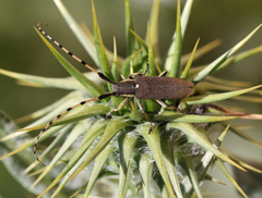 Agapanthia annularis