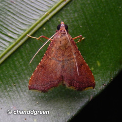 Endotricha olivacealis