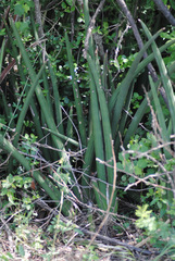 Sansevieria pearsonii