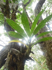 Mormodes
