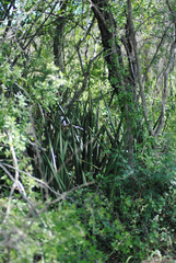 Sansevieria pearsonii