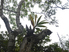 Mormodes