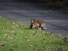 Oryctolagus cuniculus