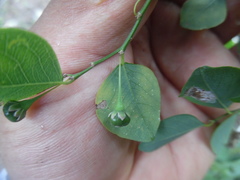 Phyllanthus mocinianus