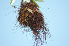 Anaplectes rubriceps rubriceps