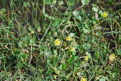 Ranunculus natans