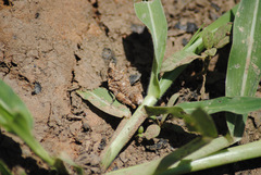 Chrotogonus hemipterus