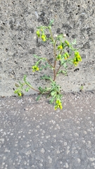 Senecio vulgaris