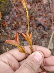 Viburnum cassinoides image