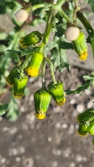 Senecio vulgaris