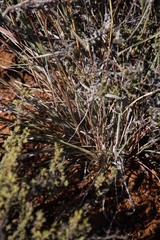 Fingerhuthia africana