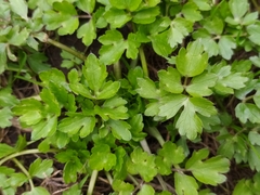 Ranunculus repens