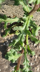 Senecio vulgaris