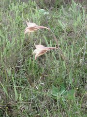 Gladiolus longicollis longicollis