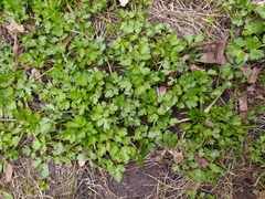 Ranunculus repens