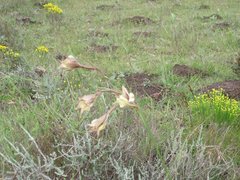 Gladiolus longicollis longicollis