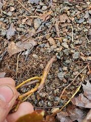 Viburnum cassinoides image
