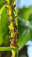 Aphididae