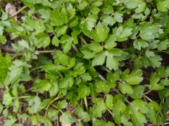 Ranunculus repens